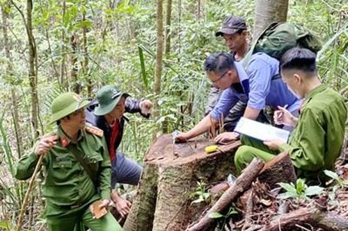Ngược rừng truy tìm dấu vết 'lâm tặc'