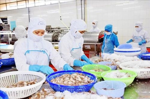 Có 40% doanh nghiệp thủy sản đang duy trì hoạt động '3 tại chỗ'