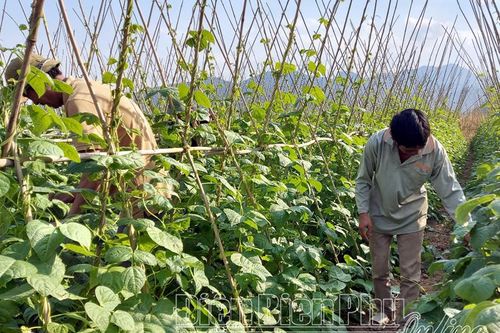 Liên kết sản xuất, tiêu thụ nông sản