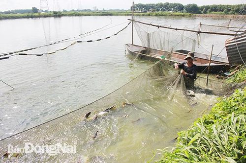 Hàng trăm tấn nông sản tươi chờ tiêu thụ
