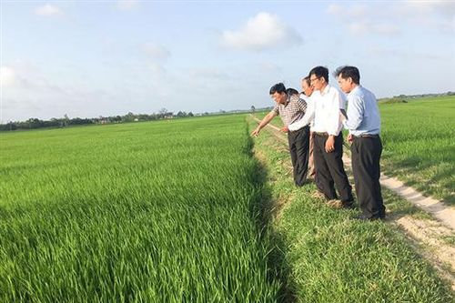 Gạo đây, từ Triệu Phong!