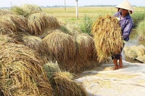 Kinh tế Nông nghiệp - Nông thôn 90% diện tích lúa hè thu được thu hoạch