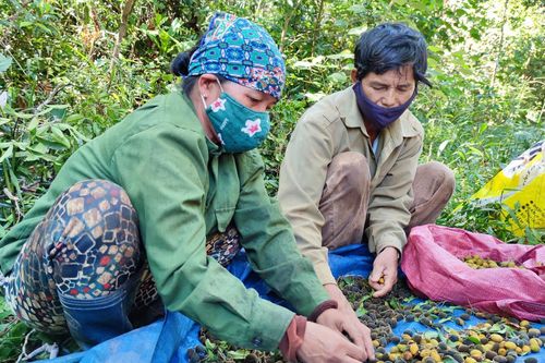 Người dân Gia Lai đổ xô vào rừng săn loại quả 3 năm mới có một lần