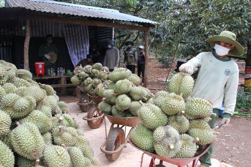 Đắk Lắk kêu gọi tiêu thụ hơn 80.000 tấn sầu riêng, bơ