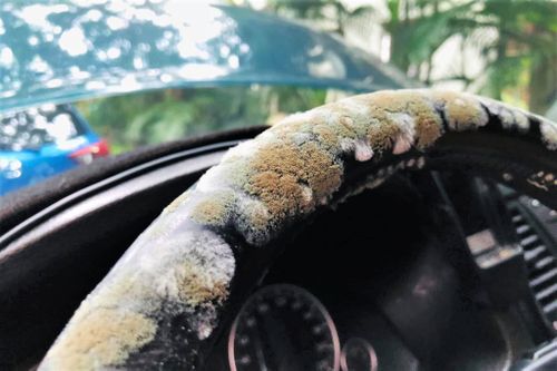 Ôtô bị nấm mốc vì không được đụng đến trong mùa dịch