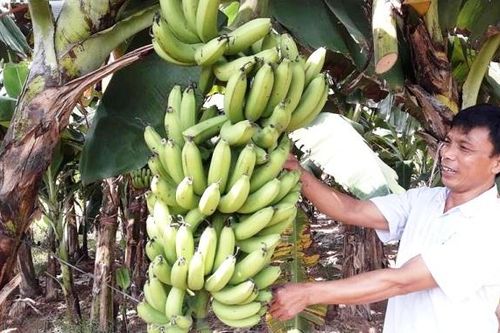 Hà Nội: Phân vùng tổ chức sản xuất, bảo đảm nguồn cung nông sản cho người dân