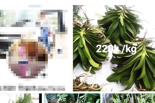 Người phụ nữ bán lan trên Facebook 26,5 tỷ đồng chưa đăng ký thuế