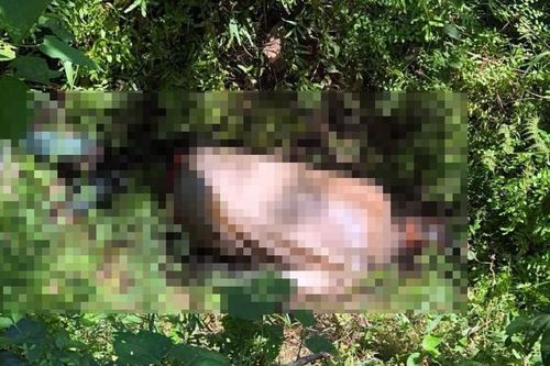 Người dân giật mình phát hiện thi thể đang phân hủy