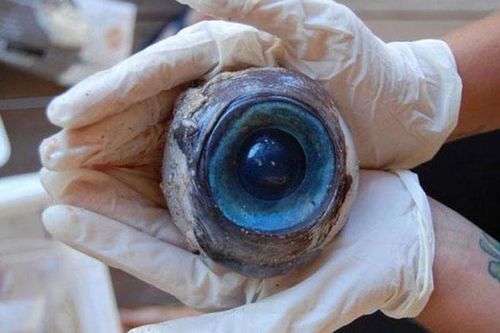 Đi dọc bờ biển, phát hoảng thấy con mắt to đùng dưới chân