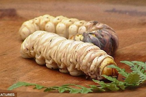 Món ăn kinh dị ở Australia chỉ nhìn thôi cũng rợn tóc gáy