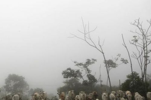 Trước nguy cơ lây nhiễm bệnh 'bò điên' tại Brazil, 14.000 con bò sắp cập cảng Việt Nam
