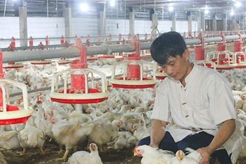 Giá gà rẻ bèo, nguy cơ xóa sổ nhiều trang trại