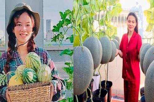 Những vườn rau xanh mướt trên sân thượng của các bạn trẻ mùa dịch