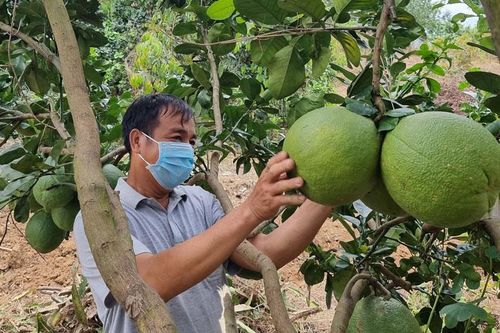 Để kinh tế tập thể ở Đạ Tẻh phát huy hiệu quả