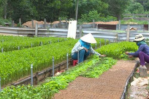 Cam Lộ: Hỗ trợ cây giống trồng 400 ha rừng gỗ lớn