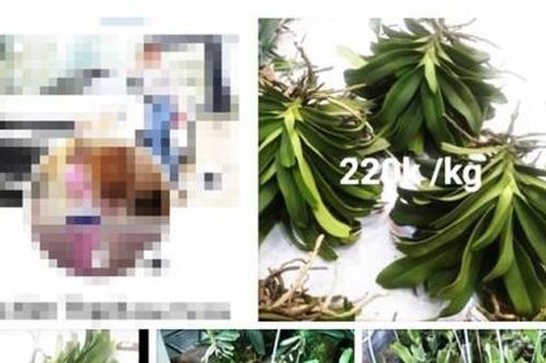 Bình Định: Bán lan hơn 26 tỷ đồng trên mạng xã hội nhưngquên nộp thuế