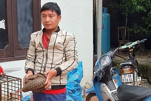 Phi vụ vận chuyển tê tê bất thành