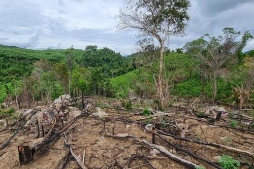 Vụ rừng đầu nguồn sông Trà Bương bị tàn phá: Tạm đình chỉ công tác Phó Giám đốc BQL rừng