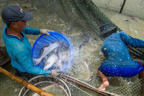 Phó thủ tướng chỉ đạo giải cứu ngành thủy sản trước nguy cơ gãy đổ