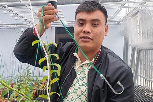 Hồ sơ công ty của chủ vườn lan bị bắt vì buôn lậu than
