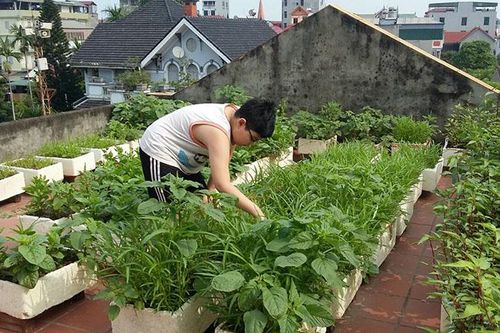 Tận dụng sân thượng, ban công trồng rau trong thời gian giãn cách do dịch Covid-19