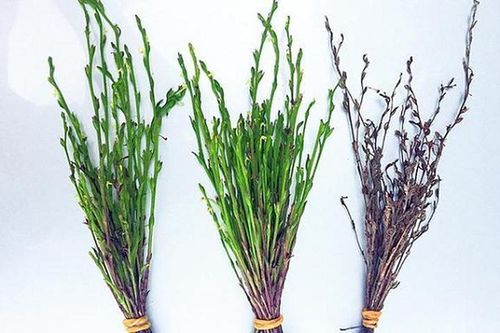 Lạ lùng loại cỏ nhìn tưởng mọc hoang, đem bán kiếm bộn tiền