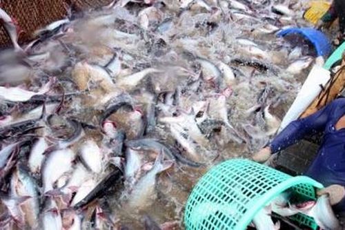 Kịp thời tháo gỡ khó khăn đối với sản xuất thủy sản bị ảnh hưởng bởi dịch COVID-19