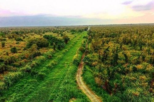 Rừng U Minh - khu rừng nguyên sinh xếp loại quý hiếm trên thế giới
