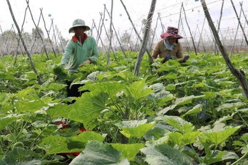 Bộ Kế hoạch và Đầu tư đề nghị sửa đổi Luật Hợp tác xã
