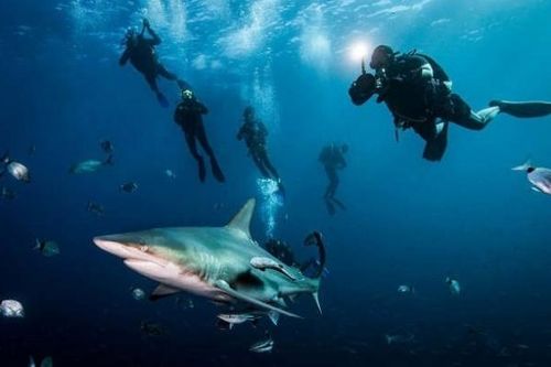 Những điểm đến lý tưởng để 'vui đùa' cùng cá mập