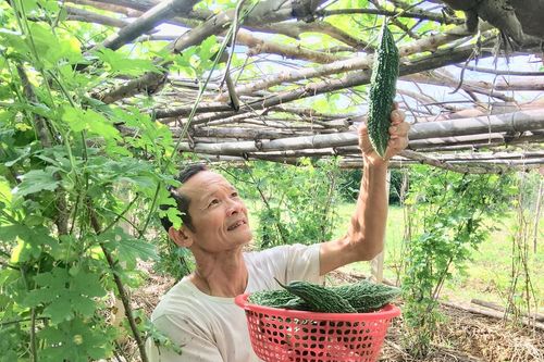 Mướp đắng trĩu giàn ở Hồng Sơn (Đô Lương) chờ tiêu thụ