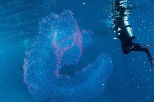 Đụng độ 'quái vật biển' to gấp đôi cá mập, thanh niên khiến người đi cùng hoảng sợ tột độ khi dám làm việc ai cũng kinh hãi!