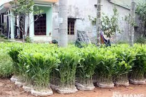 Giai đoạn 2021-2025, thành phố phục hồi 2.000ha rừng