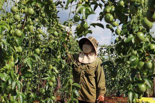 Nông dân Gia Lai phấn khởi vì giá chanh dây tăng cao
