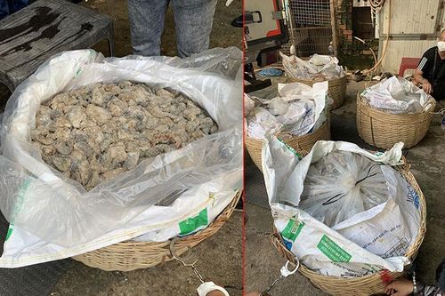 Hàng trăm kg ma túy trong giỏ chứa mắm, theo xe luồng xanh về TP Hồ Chí Minh
