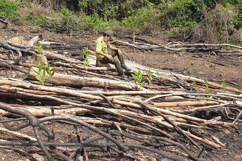 Phú Yên: Đình chỉ công tác Phó Giám đốc Ban quản lý Rừng phòng hộ Sơn Hòa