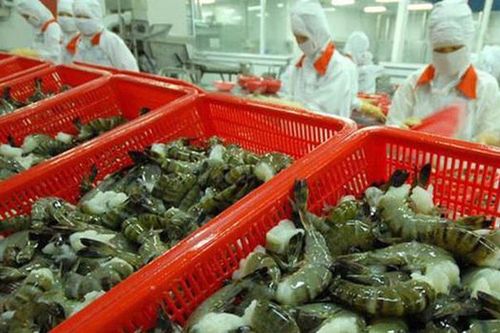 Minh Phú được phép xử lý 200 tấn tôm ứ đọng dù có F0