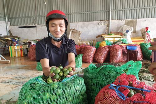Cau tăng giá gấp đôi, nông dân Tây Nguyên thu hàng trăm triệu