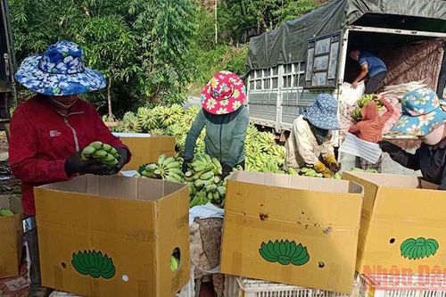 Sơn La hỗ trợ 100 tấn nông sản cho Đà Nẵng phòng, chống dịch