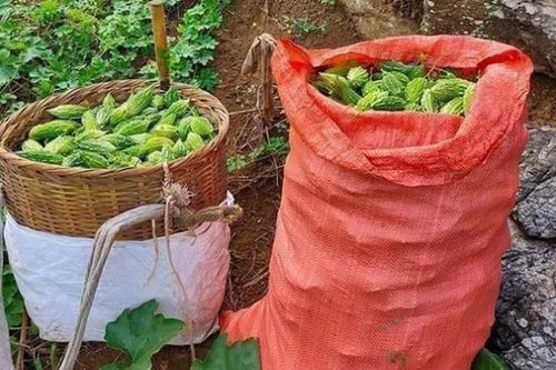 Loại quả sần sùi, ăn đắng ngắt, giá hàng trăm nghìn/kg vẫn được ưa chuộng