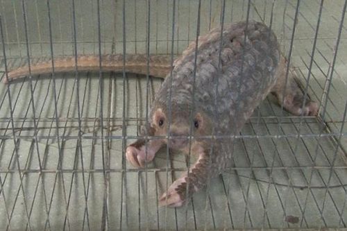 Tê tê vàng đi lạc vào nhà dân ở Huế: Quý hiếm cỡ nào?