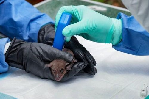 Virus Nipah, loại nguy hiểm hơn cả virus Corona từng tàn phá Ấn Độ như thế nào?