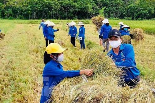 'Áo xanh' ra đồng giúp người dân gặt lúa chạy bão Côn Sơn
