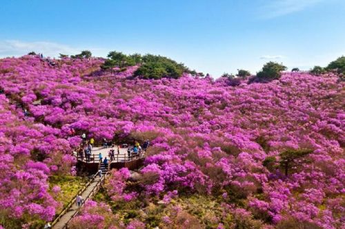 Trải nghiệm thiên nhiên rực rỡ ở Daegu