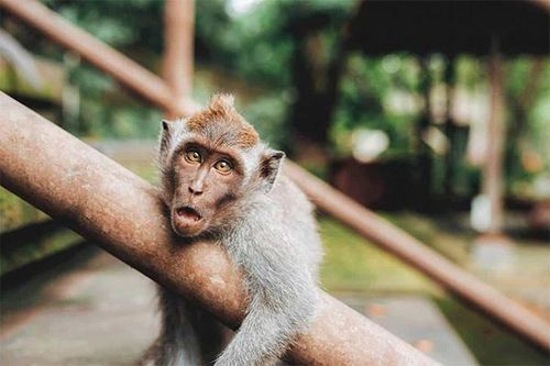 Vắng khách du lịch, khỉ đói Bali thành 'siêu trộm' hung hãn, đột nhập cả nhà dân