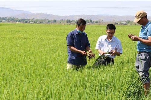 Tránh nguy cơ thiếu giống lúa cho sản xuất vụ Đông Xuân