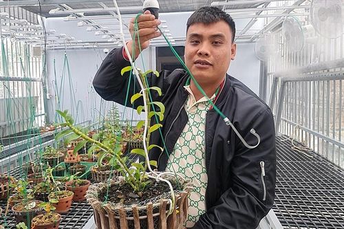 Hai người chơi 'lan đột biến trăm tỷ' buôn lậu than, trốn thuế gần 25 tỷ đồng
