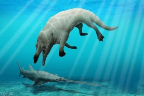 Phát hiện cá voi 4 chân 43 triệu năm tuổi