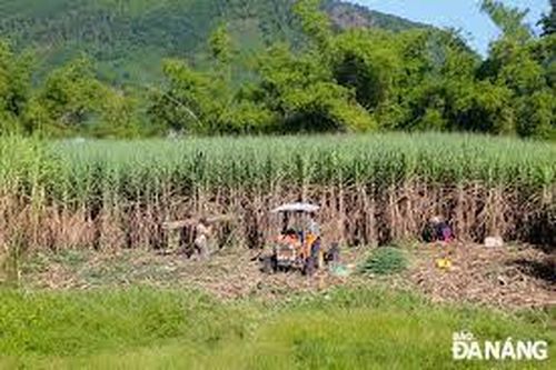 Gần 8ha mía ở xã Hòa Bắc khó tiêu thụ