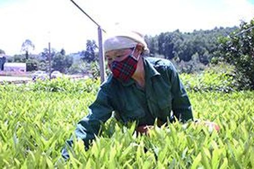 Củng cố, nâng cao chất lượng tín dụng chính sáchTin khácNgành giáo dục tận dụng thời gian 'vàng' để dạy họcĐảm bảo chất lượng thuốc, đáp ứng nhu cầu chăm sóc sức khỏe Nhân dân